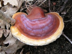 Superfood Reishi Mushroom